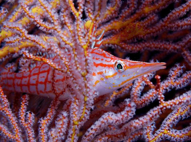 16 Longnose Hawkfish.jpg